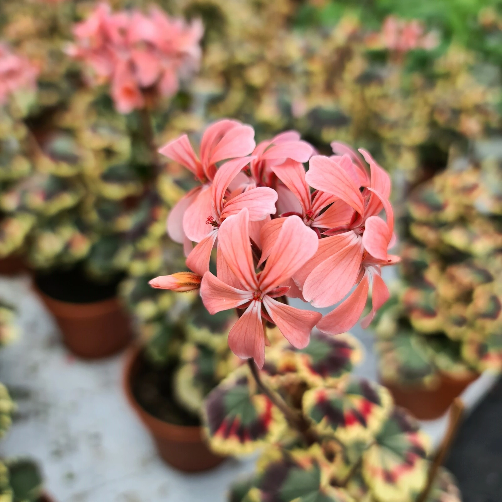 Pelargonium Excalibur med tätt och kompakt växtsätt