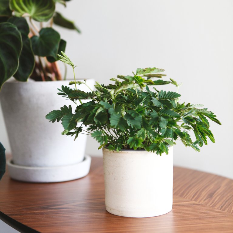 Mimosa pudica