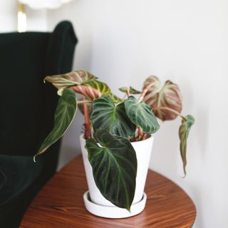 Philodendron Verrucosum 'Incensi' nr. 2