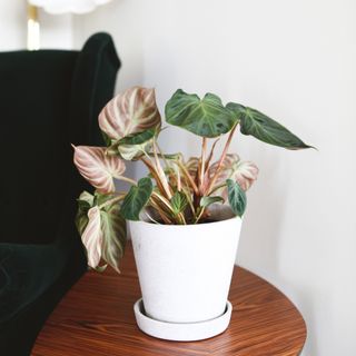 Philodendron Verrucosum 'Incensi' nr. 2