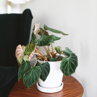 Philodendron Verrucosum 'Incensi' nr. 2