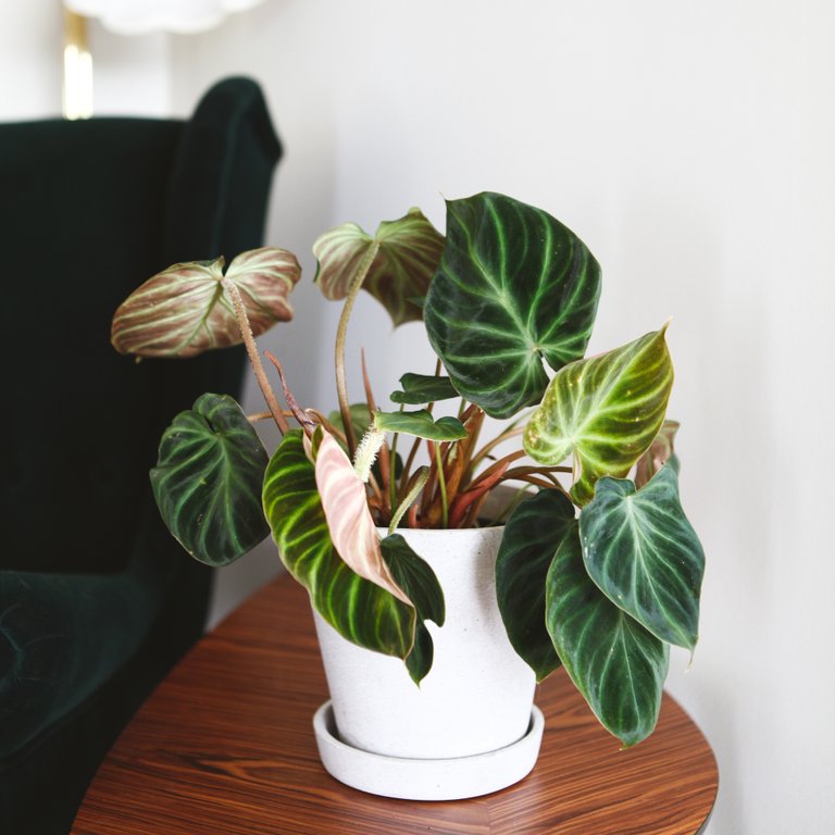 Philodendron Verrucosum 'Incensi' 14 cm
