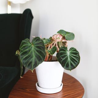 Philodendron Verrucosum 'Incensi' 12 cm