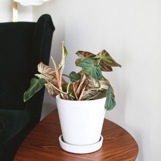 Philodendron Verrucosum 'Incensi' nr. 4