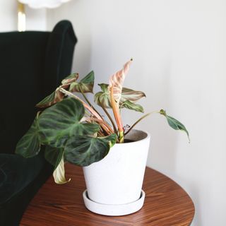 Philodendron Verrucosum 'Incensi' nr. 4