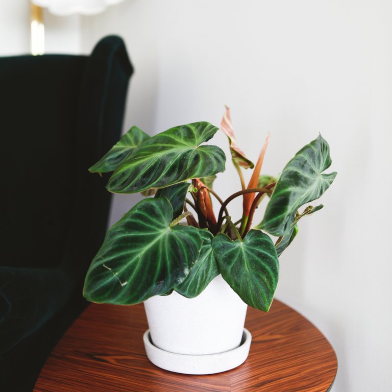 Philodendron Verrucosum 'Incensi' 14 cm nr. 4
