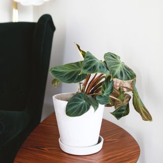 Philodendron Verrucosum 'Incensi' nr. 4