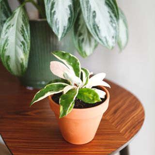 Hoya 'Krimson Queen' 9 cm