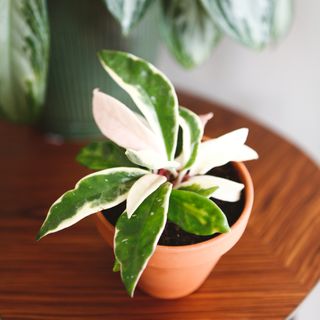 Hoya 'Krimson Queen' 9 cm