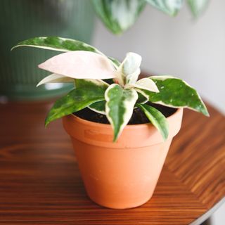 Hoya 'Krimson Queen' 9 cm