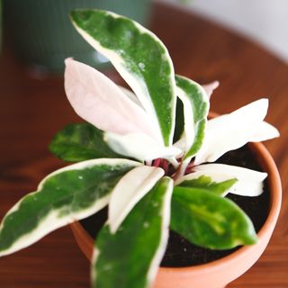 Hoya 'Krimson Queen' 9 cm