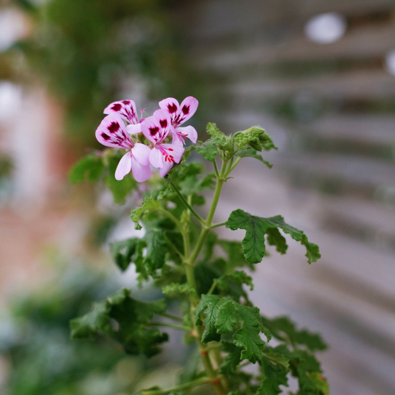Pelargonium 'Royal Oak' 8 cm