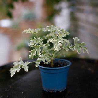 Pelargonium 'Lady Plymouth' egenodlad