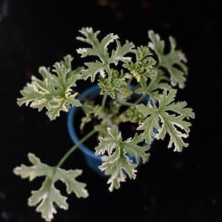 Pelargonium 'Lady Plymouth' egenodlad