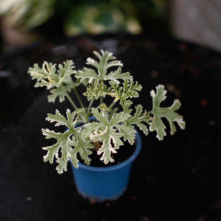 Pelargonium 'Lady Plymouth' egenodlad - 9 cm
