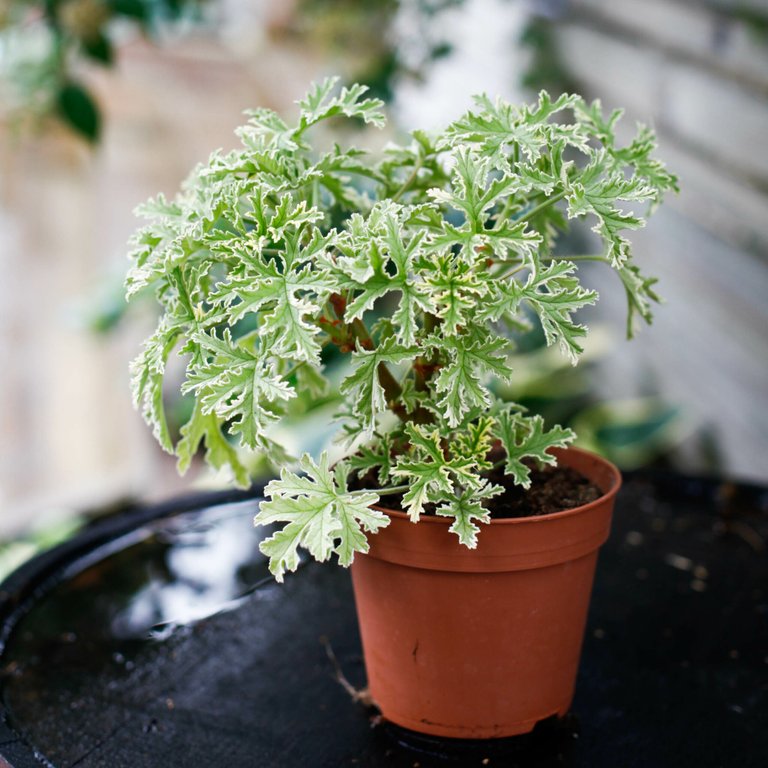 Pelargonium 'Lady Plymouth' 12 cm