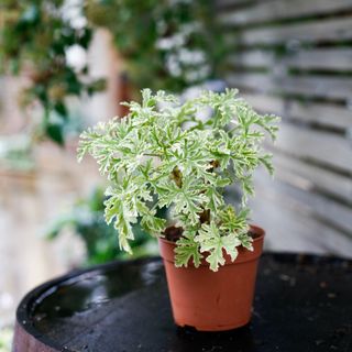Pelargonium 'Lady Plymouth' 12 cm