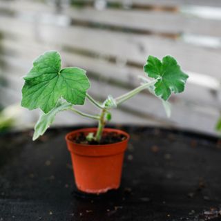 Pelargonium tomentosum