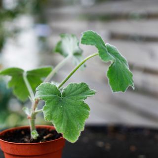 Pelargonium tomentosum