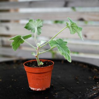 Pelargonium tomentosum