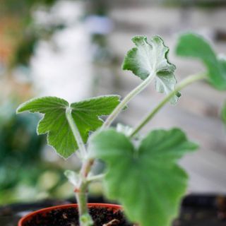 Pelargonium tomentosum