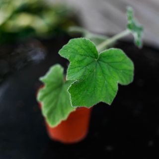 Pelargonium tomentosum
