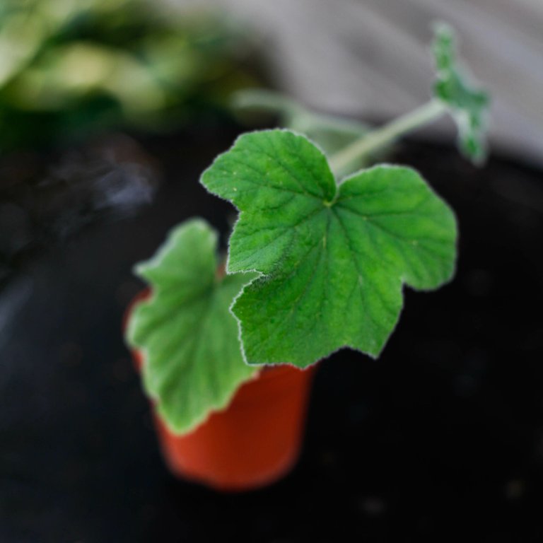 Pelargonium tomentosum 8 cm