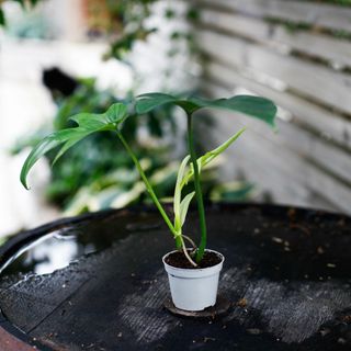 Philodendron 'Florida Green' egenodlad