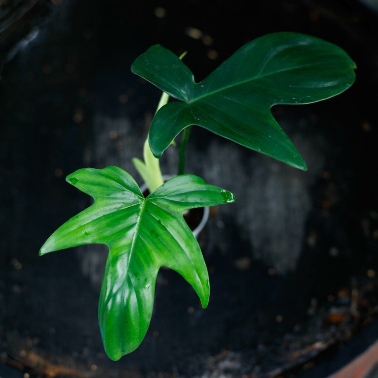 Philodendron 'Florida Green' 6 cm - Egenodlad