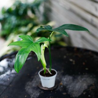 Philodendron 'Florida Green' egenodlad