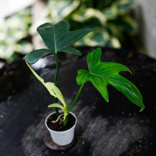 Philodendron 'Florida Green' egenodlad