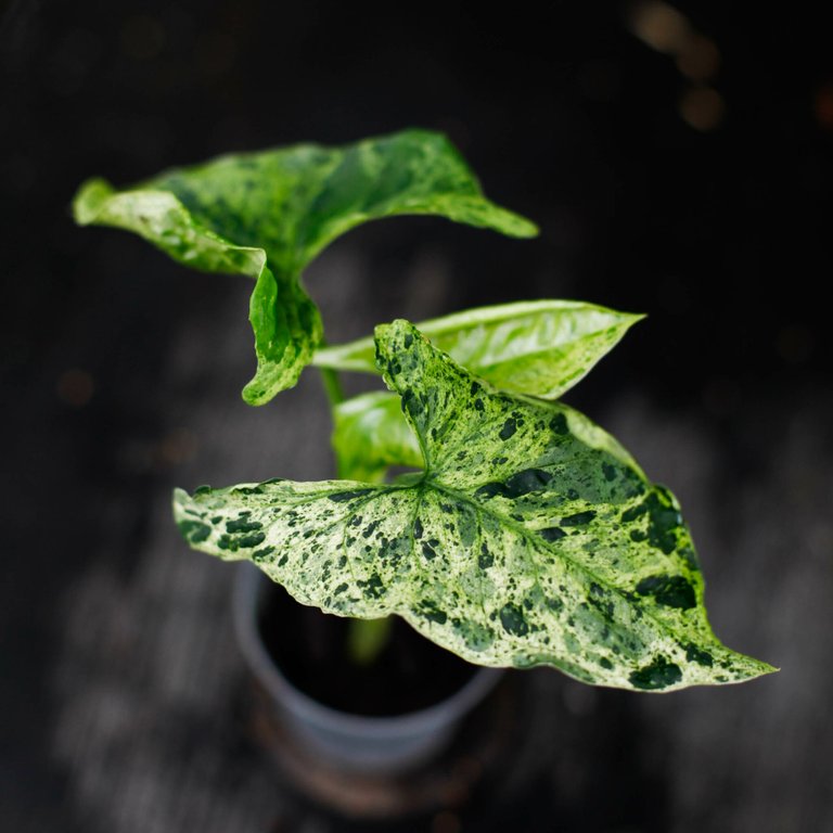 Syngonium 'Mottled Mojito’ 6 cm