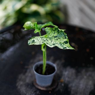 Syngonium 'Mottled Mojito’