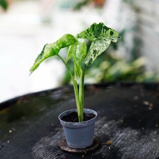 Syngonium 'Mottled Mojito’