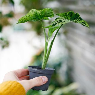 Syngonium 'Mottled Mojito’