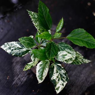 Hibiscus 'Variegata' egenodlad