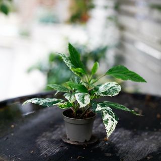 Hibiscus 'Variegata' egenodlad