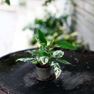 Hibiscus 'Variegata' egenodlad