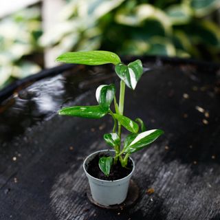 Monstera standleyana egenodlad