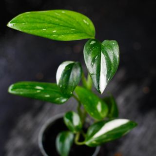 Monstera standleyana egenodlad