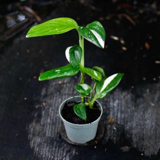 Monstera standleyana egenodlad