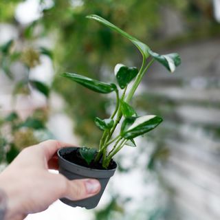 Monstera standleyana egenodlad