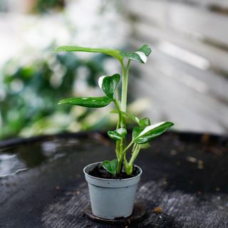Monstera standleyana egenodlad