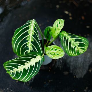 Maranta 'Lemon Lime'