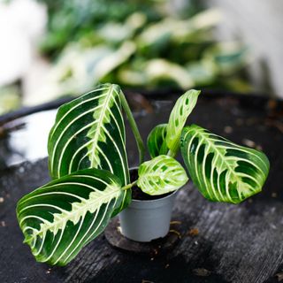 Maranta 'Lemon Lime'
