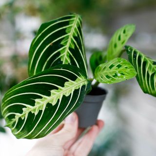 Maranta 'Lemon Lime'