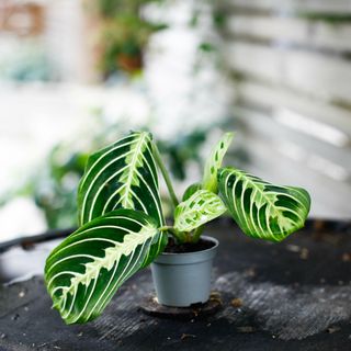 Maranta 'Lemon Lime'