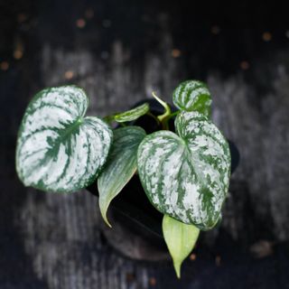 Philodendron brandtianum egenodlad