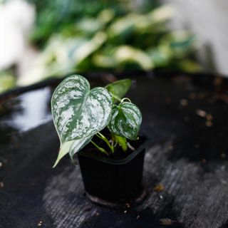 Philodendron brandtianum egenodlad