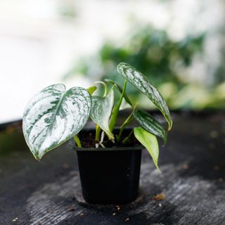 Philodendron brandtianum egenodlad